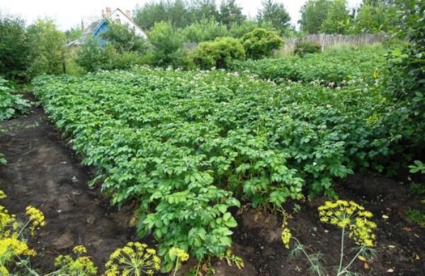 Картофельные грядки на огороде Выращивание картофеля на участке