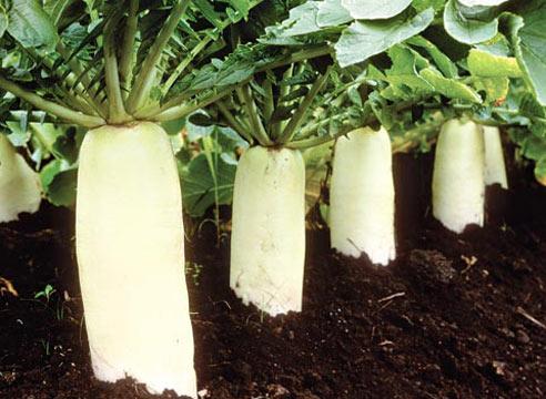Дайкон на грядке, Raphanus sativus Дайкон на грядке, Raphanus sativus