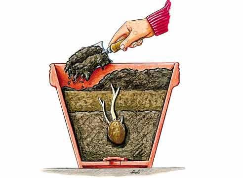 Картофель, выращивание в бочке
