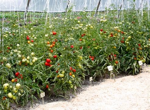 Своевременное проветривание теплицы поможет вырастить крупные и сочные томаты