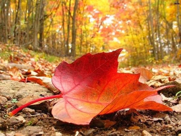 Почему листья скручиваются