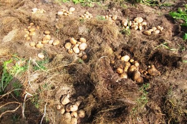 Урожай картошки под мулльчей Эффективные способы посадки картофеля