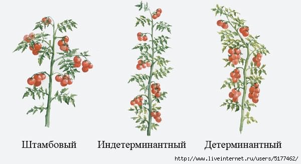 Виды формирования томатов Виды формирования томатов