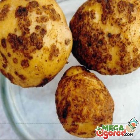 болезни картофеля в картинках
