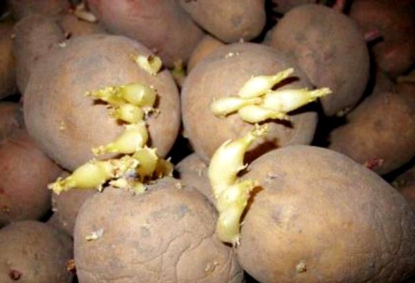 Клубни с ростками готовы к посадке Как проращивать картофельные клубни перед посадкой