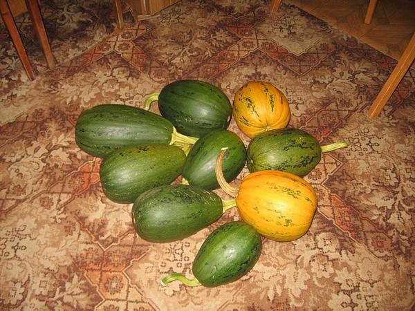 Тыква Грибовская кустовая Тыква Грибовская кустовая