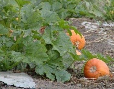 технология выращивания тыквы