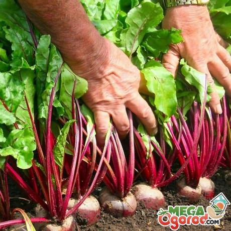 Какая почва подходит для свеклы
