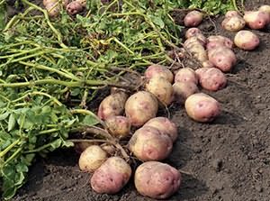 Сбор урожая Сбор урожая