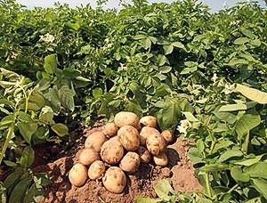 Комбинированный способ выращивания Комбинированный способ выращивания
