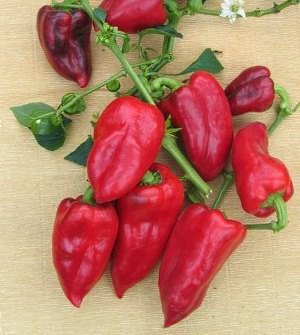 Сорт Юнга фото Сорт Юнга фото