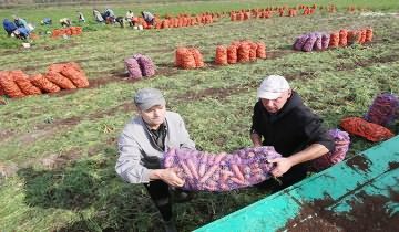 На изображении показано, когда убирать морковь