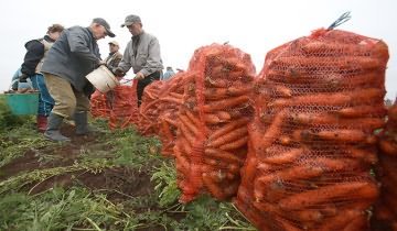 На фото показано, когда надо убирать морковь