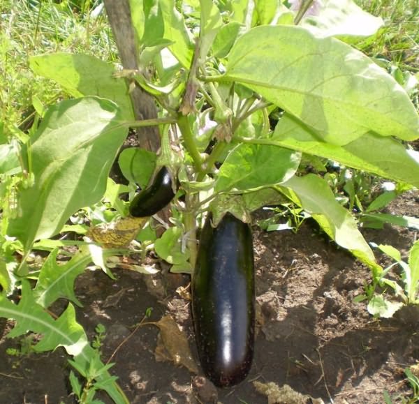 текст при наведении