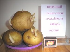 сорт невский