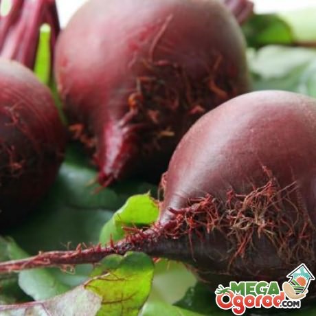 Прореживание растения и сбор урожая