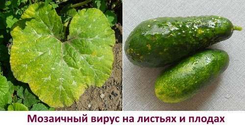 Мозаичный вирус на огурцах - фото