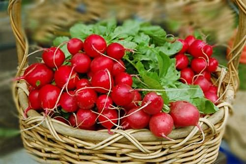 Сочная вкусная редиска со своего огорода