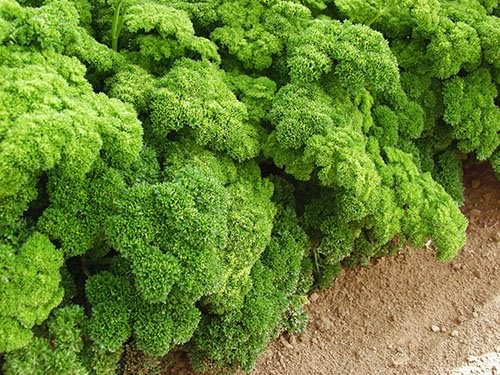 Грядка кудрявой петрушки Грядка кудрявой петрушки