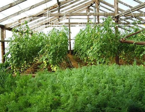 Укроп, петрушка на продажу Укроп, петрушка на продажу
