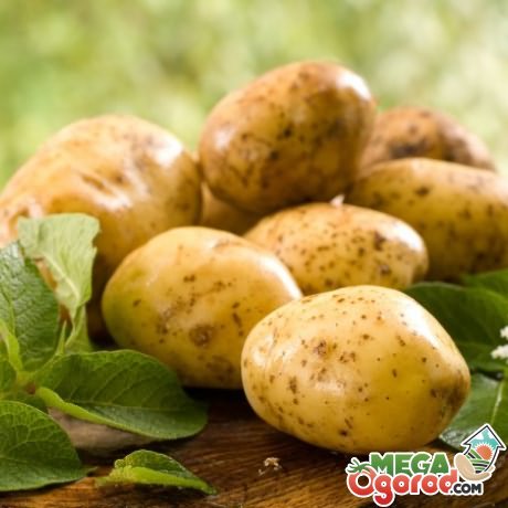 Отличные предшественники