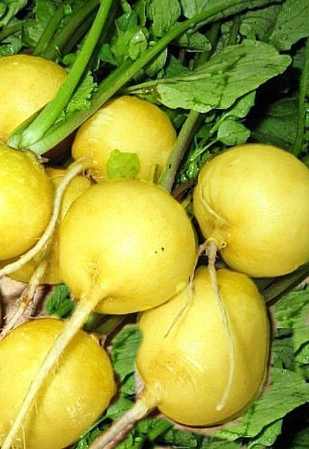 редис сорта Гелиос редис сорта Гелиос