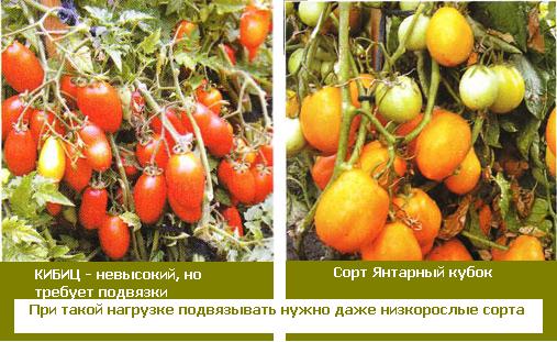 Сорт Янтарный кубок
