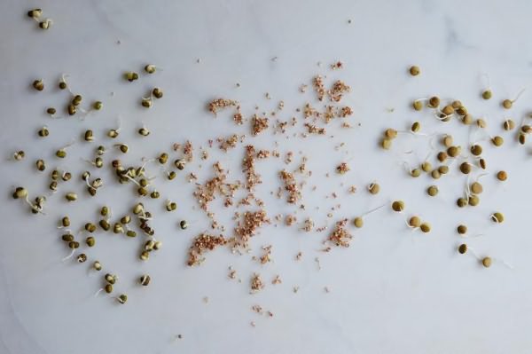 рассада из семян