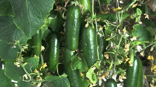 рассада огурцов для теплицы