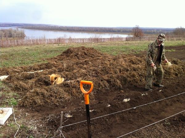 На фото - посадка картошки вручную «под лопату», 7dach.ru На фото - посадка картошки вручную «под лопату», 7dach.ru
