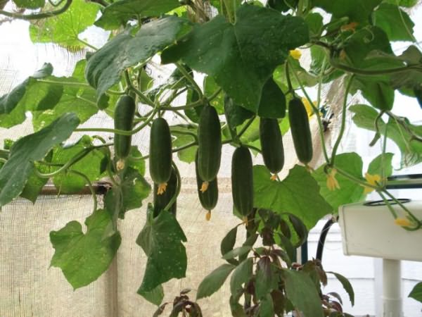 голландские сорта огурцов для теплиц
