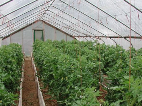 томаты уход за рассадой