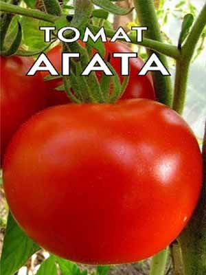 Агата Агата