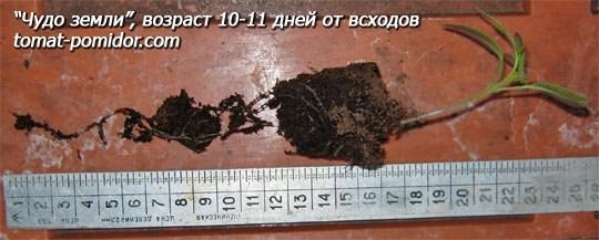 Томат Томат