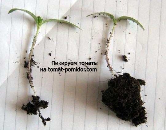 Как пикировать томаты Как пикировать томаты