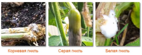 Болезни огурцов в теплице Болезни огурцов в теплице