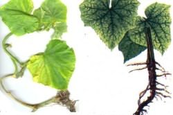Корневая гниль Корневая гниль