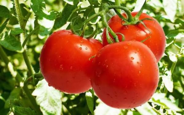 Помидоры - учимся выращивать Вырастить вкусные помидоры не так сложно, как кажется