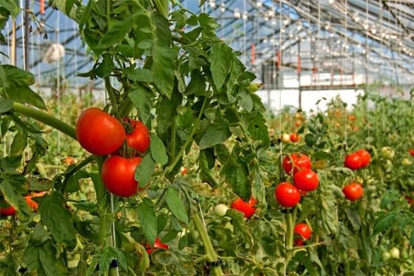 Здоровые томаты в теплице Здоровые томаты в теплице