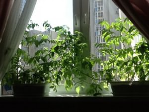 Черри на подоконнике Черри на подоконнике