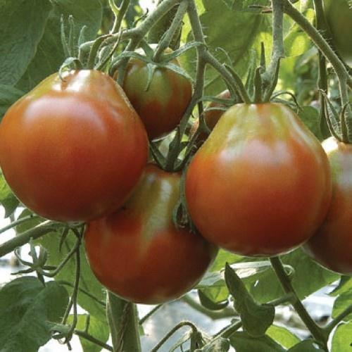 Томат Груша Черная Фото с сайта http://www.florafields.com Томат Груша Черная Фото с сайта http://www.florafields.com