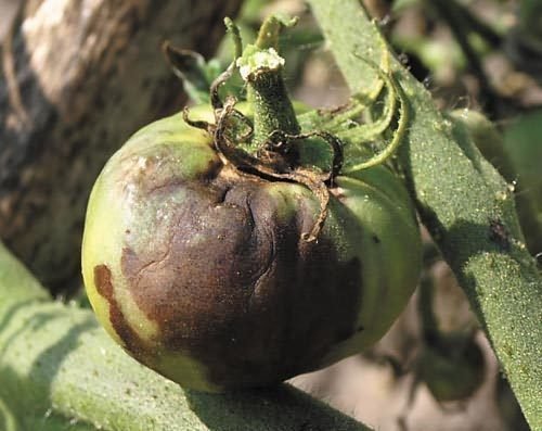 bolezni_tomatov (500x397, 29Kb)