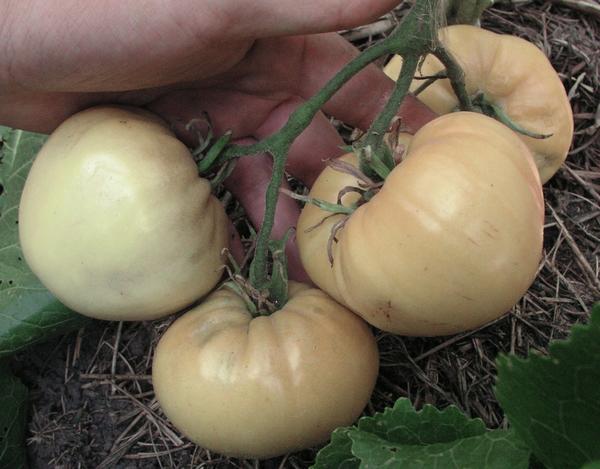 Томаты сорт Белое сердце Фото с сайта http://happyseeds.ru Томаты сорт Белое сердце Фото с сайта http://happyseeds.ru