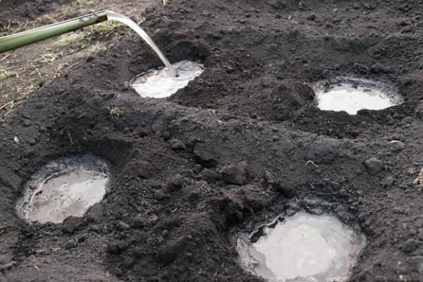 Лунки с водой для высадки томатов Лунки с водой для высадки помидоров