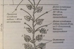 Схема формирования огурца. Схема формирования огурца.