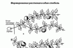 Формирование тыквы. Формирование тыквы.