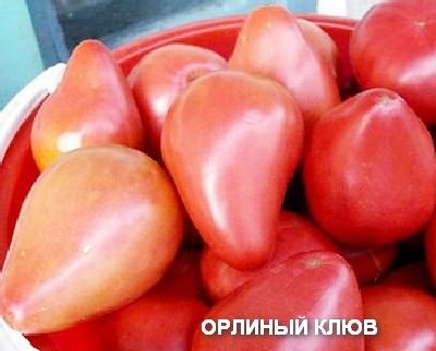 Фото среднерослого сорта &laquo;Орлиный клюв&raquo;.