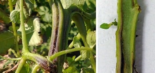 Черная ножка, www.phytoengineering.ru