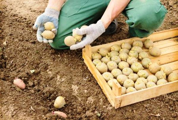 Мужчина сажает клубни в борозду Как и когда сажать картошку