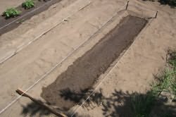 Посадка рассады Посадка рассады
